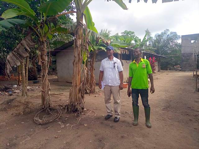 Two men standing on a farm among banana plants