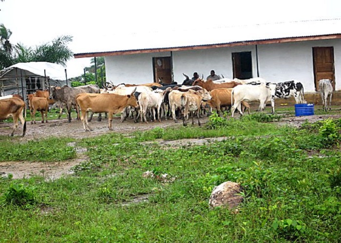 cleaned cattle image web optimized