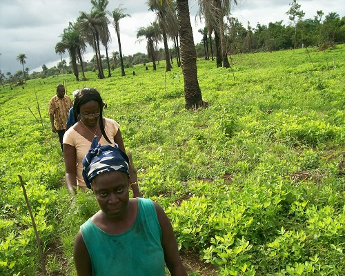 farmers in the field